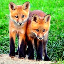 1st Foxes